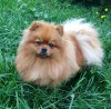 Dobraya Mechta Evropa Leona