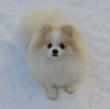 Milashka Pom Perlamutrovaya Pugoviza