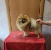 Ryzhee Chudo Nezhnyy Luchik Solntsa