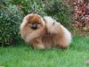 Puppy-Boom Innova Manchester