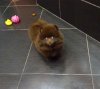 Mister Muffin