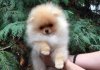 Majestic Poms Ashes Of Roses