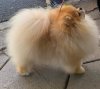 Standera Pom Abigail Superstar