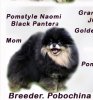 Pomstyle Naomi Black Panter
