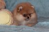 Vostochnij Renessans Kvin Sweet Dream