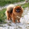 Cherris Charm Chi