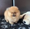 Voice Of The Soul Of Melodypom