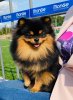 Zest Of De Best For Kama Pom Stajl