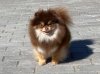 Sharmipom Fortune Dreams
