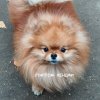 Starpom Kendji