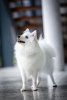 Yuki Kitsune Chanto Rika