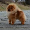 Intime Poms Somebody Pinch Me