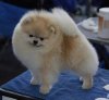 Pom Galaxy Star