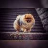 Katie's Stolz Pom Shade
