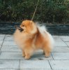 Bilbo Lord Of Rings Sunset Pom