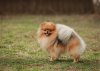 Ledi-Pom-Charm Granda