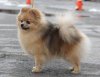 Natali -Dog Zolotaya Mechta Dlya Svit Pich