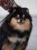 Diamond Helen Pom Rong Fan Hauten