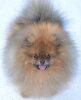 Rot Star Non Grand Pago