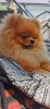 We Star`s Sweet Cookie
