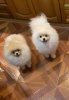 Anna Pom Candy