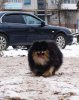 Tanais Nochnaya Babochka