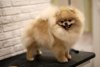 Pom Paradise Fantastic Dream