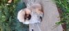Charming Spitz Ultimatum Is Not Acceptable