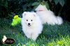 Donik Style Momo Faithful Companion