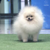Gurus Del Perros Brighton P-Young