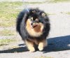 Diamond Helen Pom Roberta Bonem