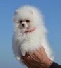 Kamilla Fluffy Fidgets