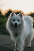 Nocturne Dogs Ostin