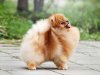 Jul's Poms Guess Who's Back