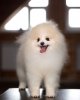 Shev's Poms On Of Ze Best