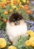 Shev's Poms O Mama Mia