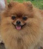 Sanny Pom Baronessa