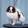 Ledi-Pom-Charm Time Of Triumph