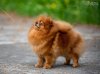 Li'sa Pom Dar Vesnushka