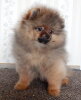 Sophie`s Gem Amber San