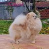 Kenigsvet Ze Platinum Blond