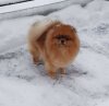 Selebriti Dog Niagara 2