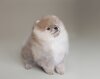 Lana’S Pom Gou Bel Ami