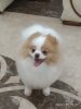 Happyness Masterpiecepom Lg
