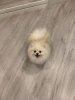 Lui Aimeé’S Exclusive Teddy Pom Pom