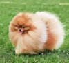 Jul's Poms Living Legend Storm