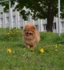 Rogvologi Vnuci Karkade