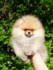 Spayk Sil'ver Star