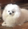 Barbi
