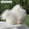 Peppi Mauz Poms